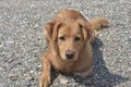 Beautiful photo of the face of a Toller dog