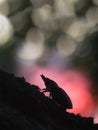 Beautiful photo of a female stag beetle, Lucanus cervus in sunset Royalty Free Stock Photo