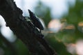 Beautiful photo of a female stag beetle on oak branch Royalty Free Stock Photo