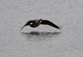 Beautiful photo of the flying Canada goose