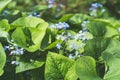 Beautiful photo of forget-me-nots close-up. Myosotis.