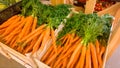 Beautiful image of fresh organic carrots with GMO in wooden crated at vegetable store. Closeup texture or pattern of Royalty Free Stock Photo