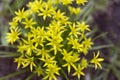 Gagea lutea or the Yellow Star-of-Bethlehem in the spring park Royalty Free Stock Photo