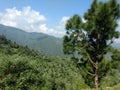 Beautiful photo of green mountains surrounded with trees plants and small bushes Royalty Free Stock Photo