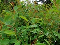 Beautiful photo Leaves of the bush after rain