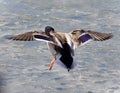 Beautiful photo of a mallard landing on ice