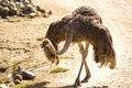 Ostrich Movement Captured in Motion in a Photograph.