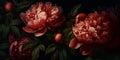 beautiful photo of a peony flower on a black background, horizontal photo, Generative AI Royalty Free Stock Photo