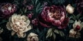 beautiful photo of a peony flower on a black background, horizontal photo, Generative AI Royalty Free Stock Photo