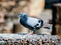 Beautiful photo of pigeon dove ,Sukhothai ruins taken in thailand, Asia Royalty Free Stock Photo