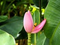 Exotic Pink Banana Flower and a Honey Bee Royalty Free Stock Photo