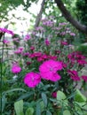 Beautiful photo of pink flowers in the garden green leaves around. Partially blurred background
