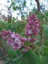 Beautiful photo of pink flowers with green leaves in garden partiality blurred background