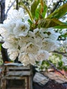 Beautiful photo of bunch of fresh charry flowers between green leaves on the branch showing blossom season blurred mix background