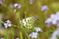 Pontia edusa , The Eastern bath white butterfly on flower