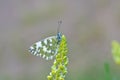 Pontia edusa , The Eastern bath white butterfly on flower