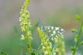 Pontia edusa , The Eastern bath white butterfly on flower