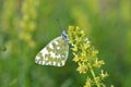 Pontia edusa , The Eastern bath white butterfly on flower