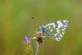 Pontia edusa , The Eastern bath white butterfly on flower