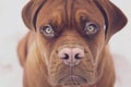Beautiful photo of a purebred dog. French mastiff looking at the camera. Dogue de Bordeaux in the snow Royalty Free Stock Photo