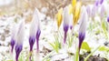 Beautiful photo of purple and yellow crocuses buds ready for flowering closeup. The first spring crocus flowers grow in the snow