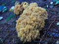 Beautiful photo of the Ramaria formosa mushroom harvest Royalty Free Stock Photo