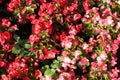 Beautiful photo of red and pink begonia flowers.