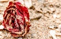 Close up of Dead Rose, red in color, all dried up and lying on the beach, with dry petals covered in sand. like rose on the grave