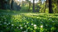 Clover Carpet: A Vibrant and Lush Ground Cover for Your Landscape Royalty Free Stock Photo