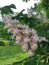 Blooming chestnut. Close-up. Spring.