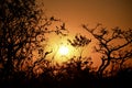 Sunset at Welgevonden Game Reserve South Africa Royalty Free Stock Photo