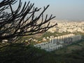 Beautiful photo tree and buildings