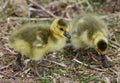 Beautiful photo with two chicks of the Canada geese Royalty Free Stock Photo