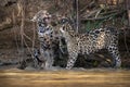 Beautiful photo of two Jaguar cubs playing with each other by the side of the river