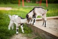 A beautiful photo of two little goats playing. Royalty Free Stock Photo