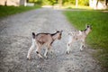 A beautiful photo of two little goats playing. Royalty Free Stock Photo