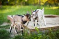 A beautiful photo of two little goats playing and eating grass. Royalty Free Stock Photo