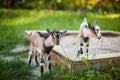A beautiful photo of two little goats playing and eating grass. Royalty Free Stock Photo