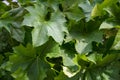 Green background with leaves of the plant