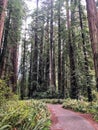 A beautiful photo of a walking path through ferns and massive redwoods in Stout Grove in Jedediah Smith Redwoods State Park