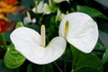 Exotic White Anthurium Flowers