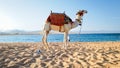 Beautiful image of white camel with decorated saddle standing on the sand at sea beach. Camels are used for tourists