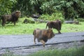 Beautiful Photo Of Wild Lions In The Forest