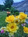 Beautiful photo of yellow flowers in park, green trees and mountain in background partiality blurred