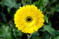 Yellow Gerbera Daisy with Dark Center Royalty Free Stock Photo