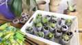Beautiful photo of young flower sprouts in peat tablets. Composition of garden tools, gloves, peat pots and seedlings in coconut