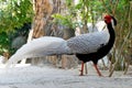 Young Male Silver Pheasant