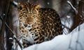 A beautiful photograph of an Amur Leopard