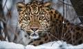 A beautiful photograph of an Amur Leopard