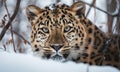 A beautiful photograph of an Amur Leopard